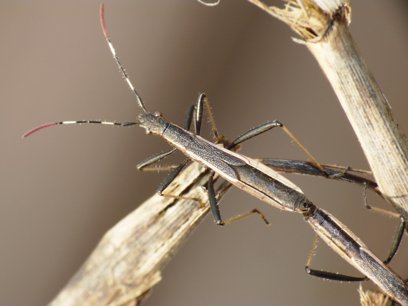 Alydidae: Micrelytra fossularum della Toscana (LI)